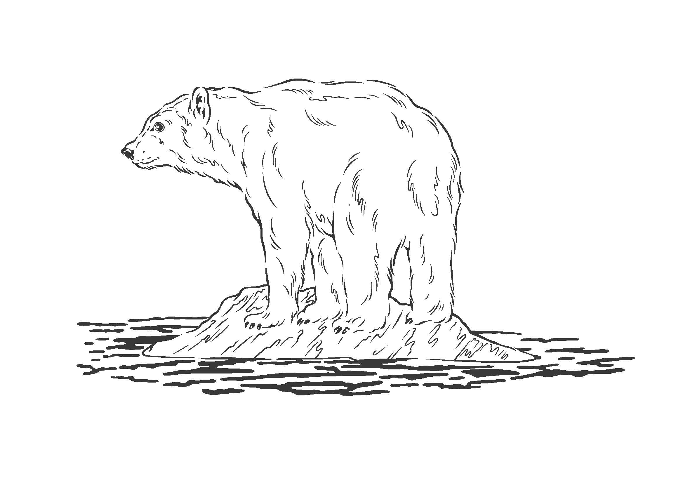 ②Polarbear.jpg
