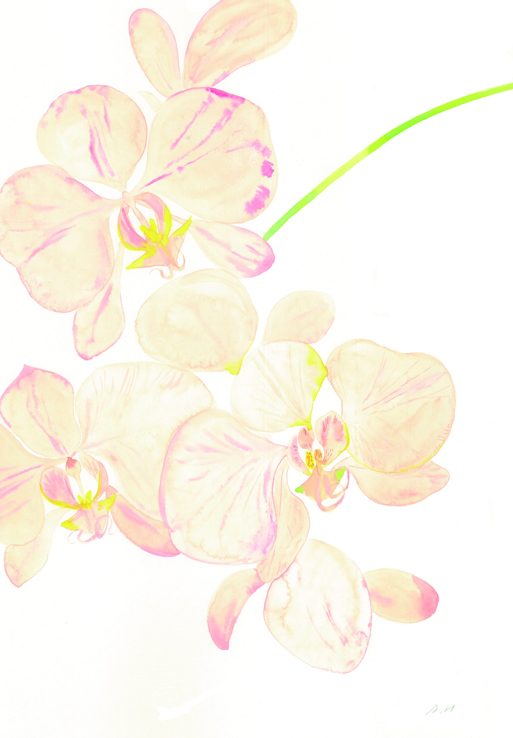 服部あさみ ディル 絵画 服部あさみ ディル 絵画 - メルカリ